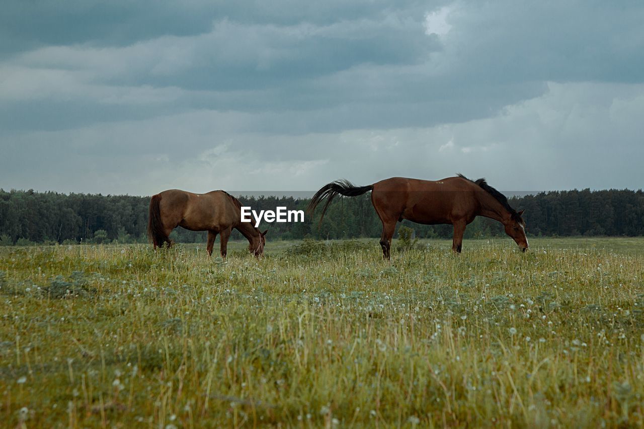 Horses in a field