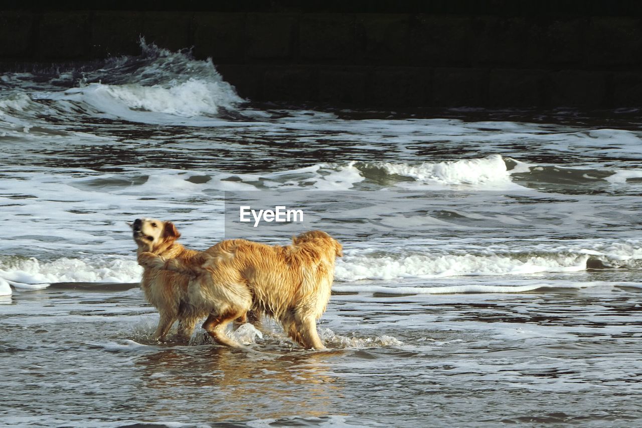 DOG ON SEA SHORE