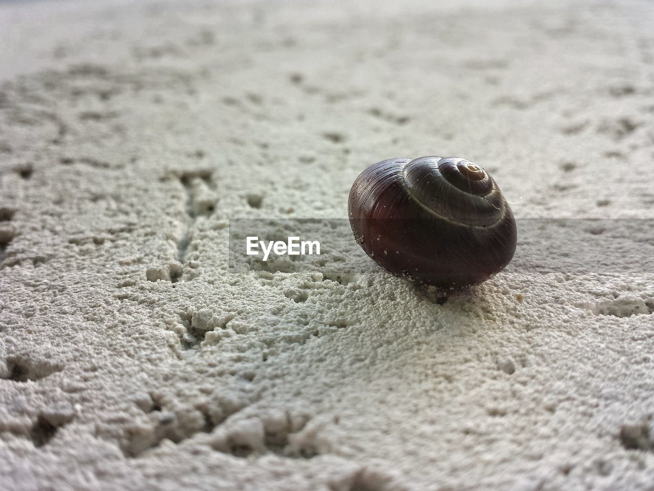 CLOSE UP OF SNAIL ON SAND