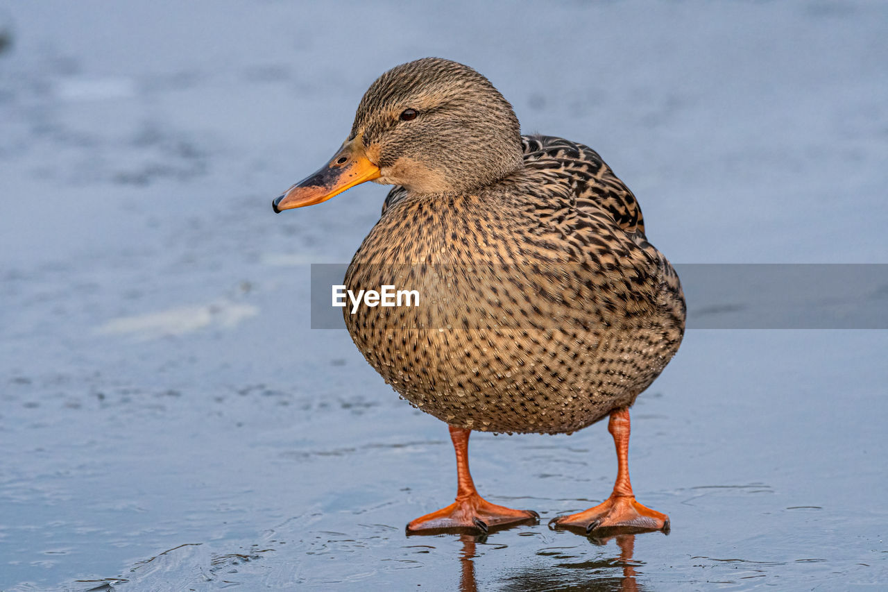 CLOSE-UP OF A MALLARD DUCK