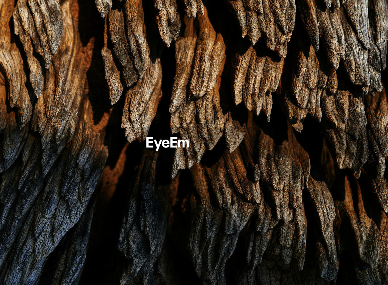 Detail shot of tree trunk