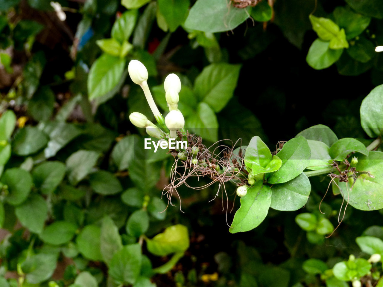 CLOSE-UP OF INSECT ON PLANT