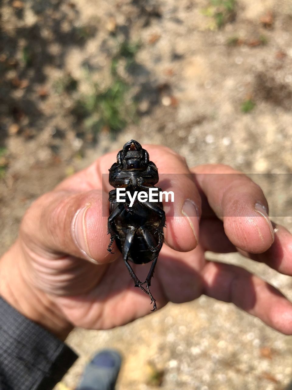 hand, one person, holding, nature, animal, animal themes, animal wildlife, day, finger, focus on foreground, close-up, outdoors, wildlife, one animal, soil, high angle view, adult, sunlight, land, insect, leaf