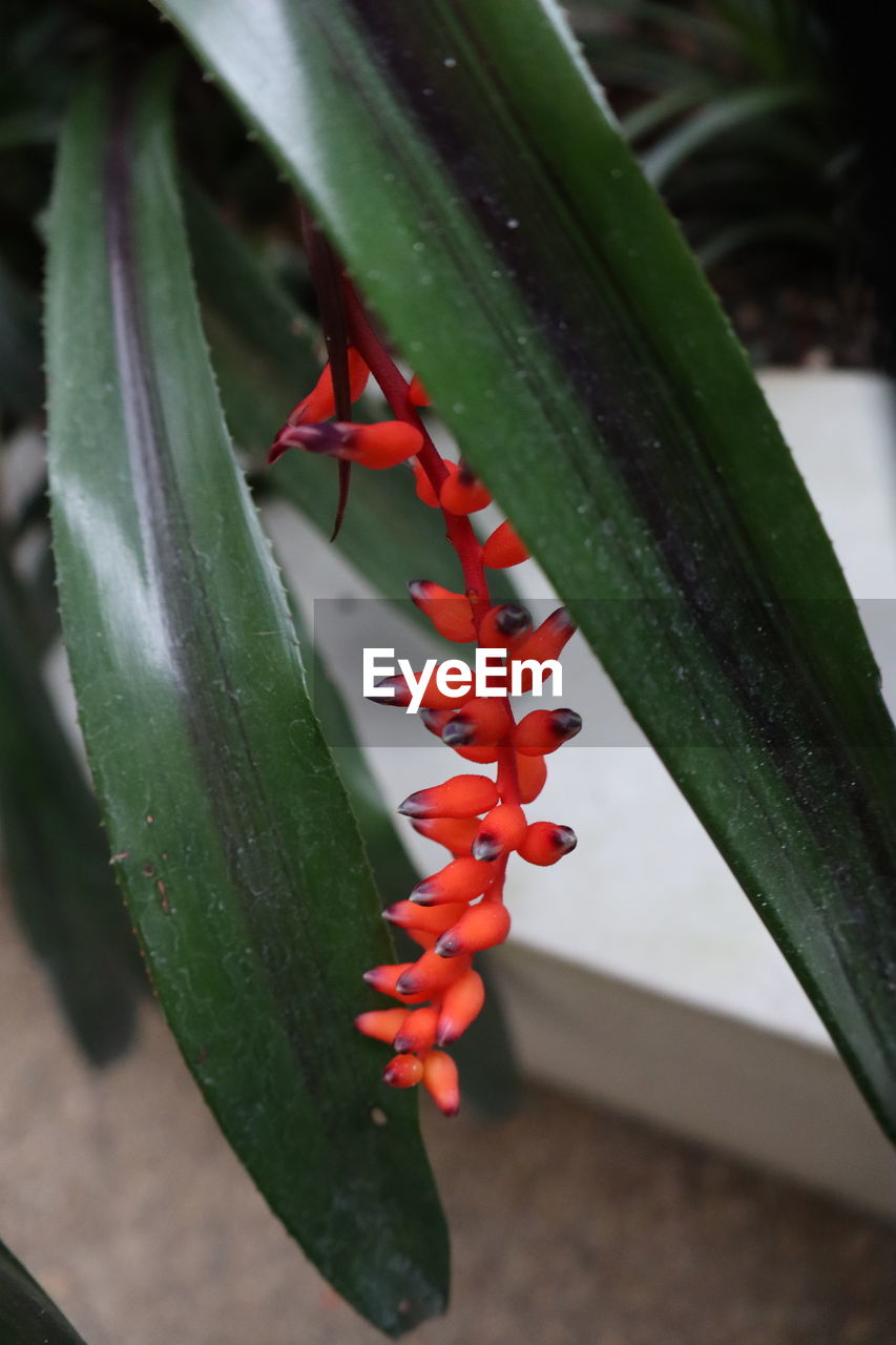 CLOSE-UP OF SUCCULENT PLANT IN RED LEAVES