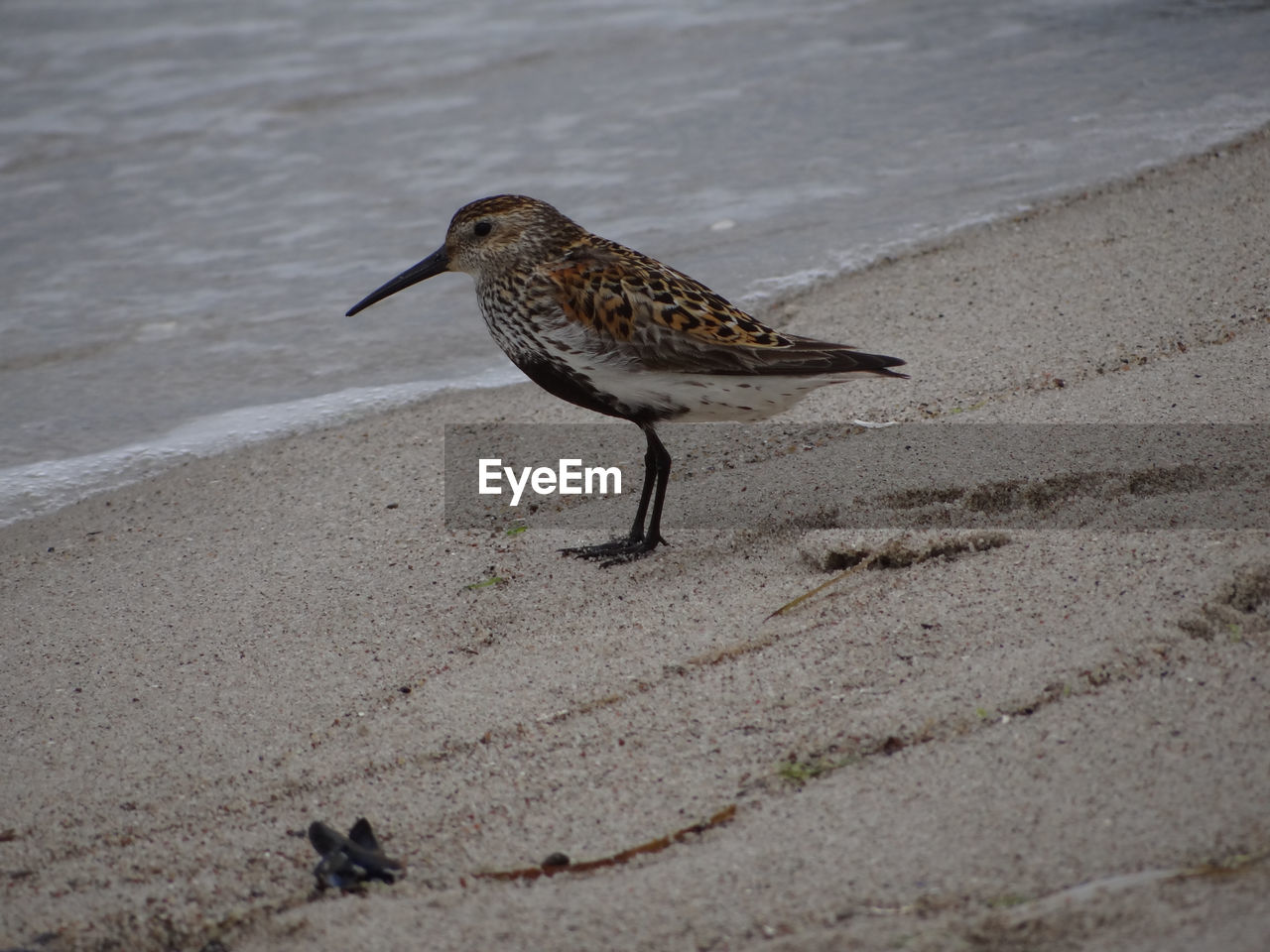 HIGH ANGLE VIEW OF BIRD PERCHING ON A LAND