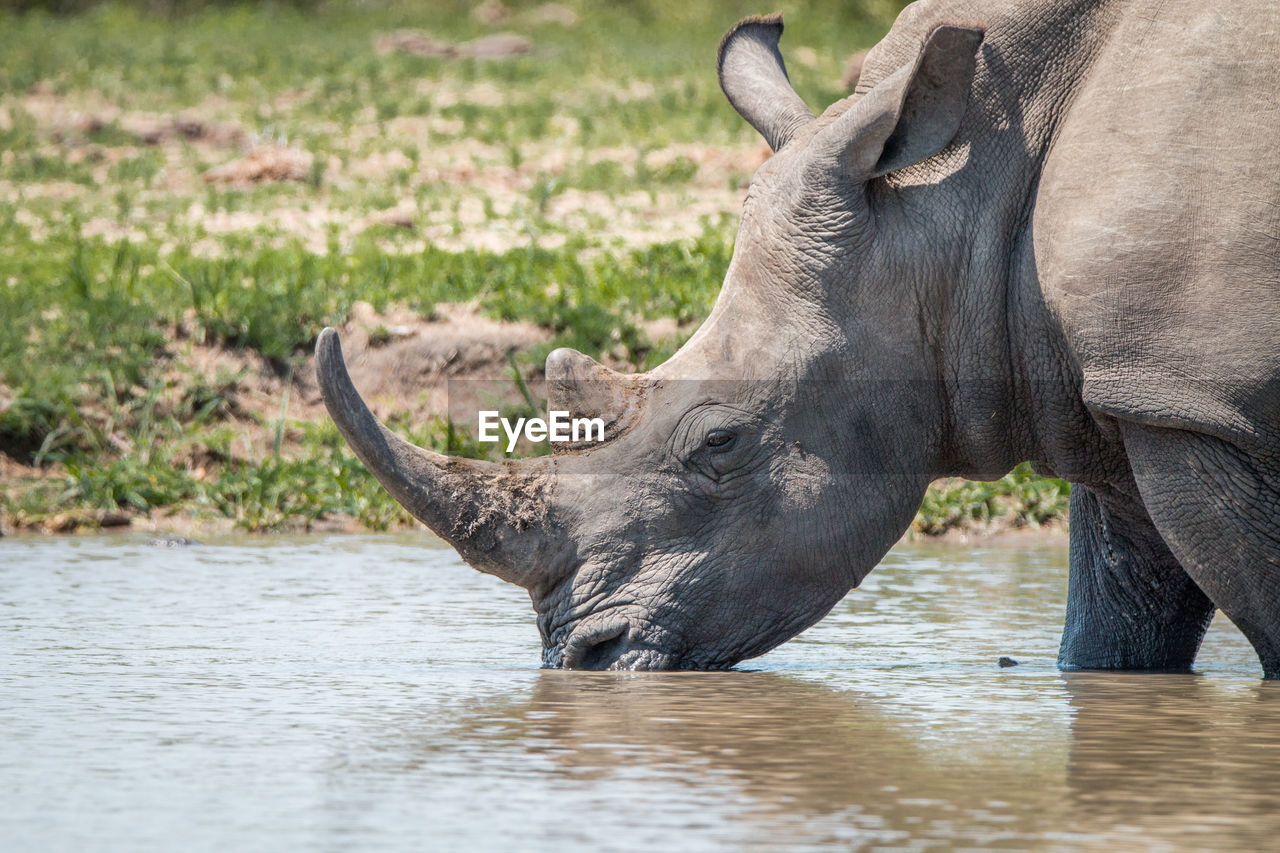 Close-up of rhinoceros drinking water at forest
