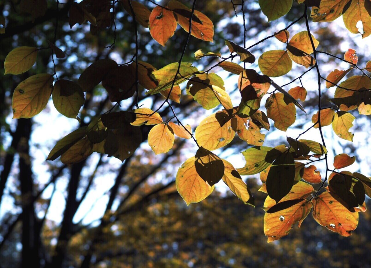 LOW ANGLE VIEW OF LEAVES ON TREE