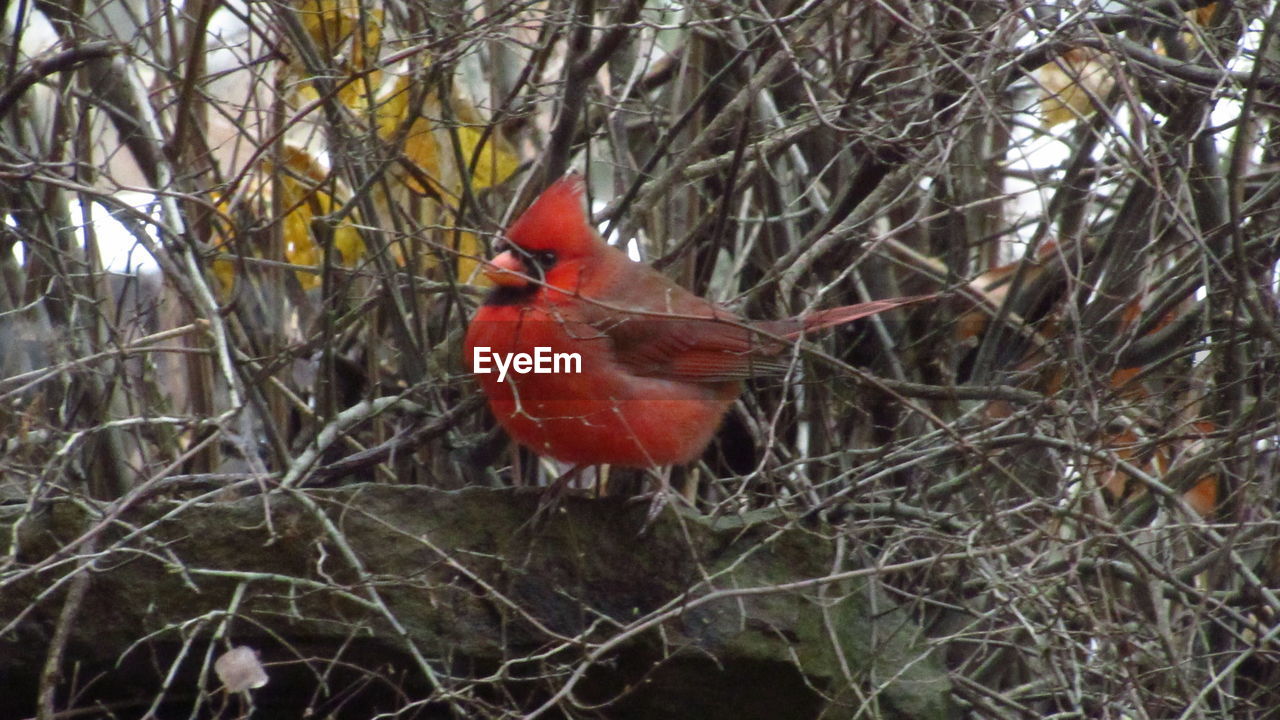 BIRD PERCHING ON A BRANCH