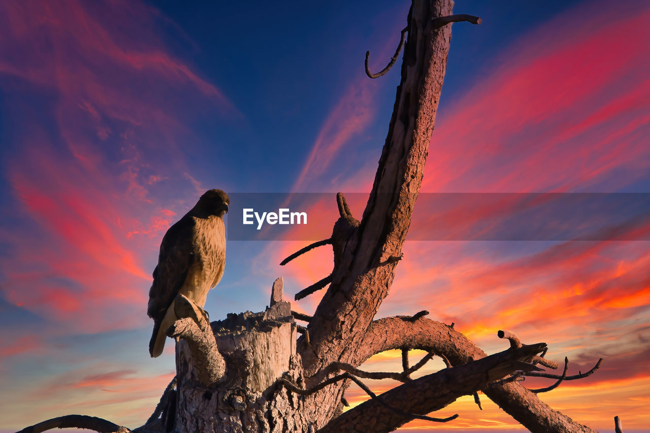 LOW ANGLE VIEW OF BIRD PERCHING ON TREE