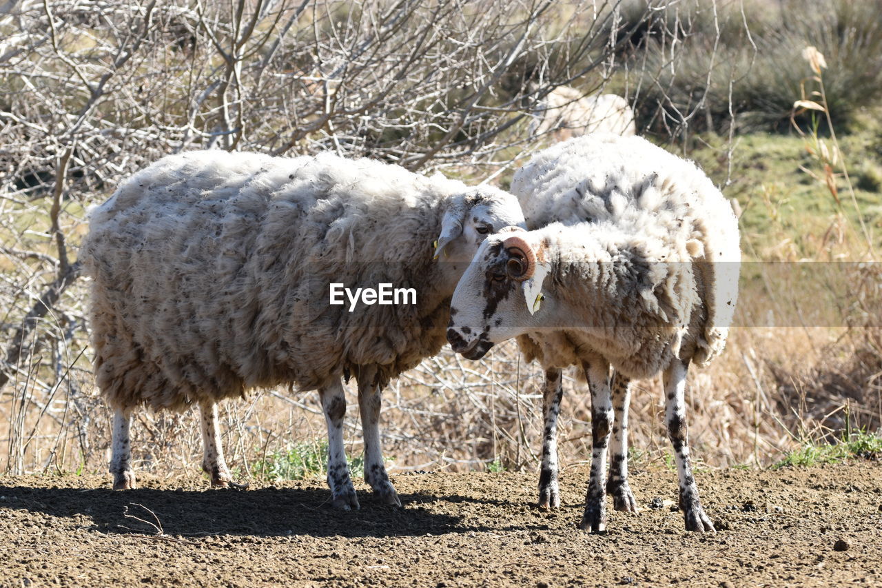 Sheep standing in a field