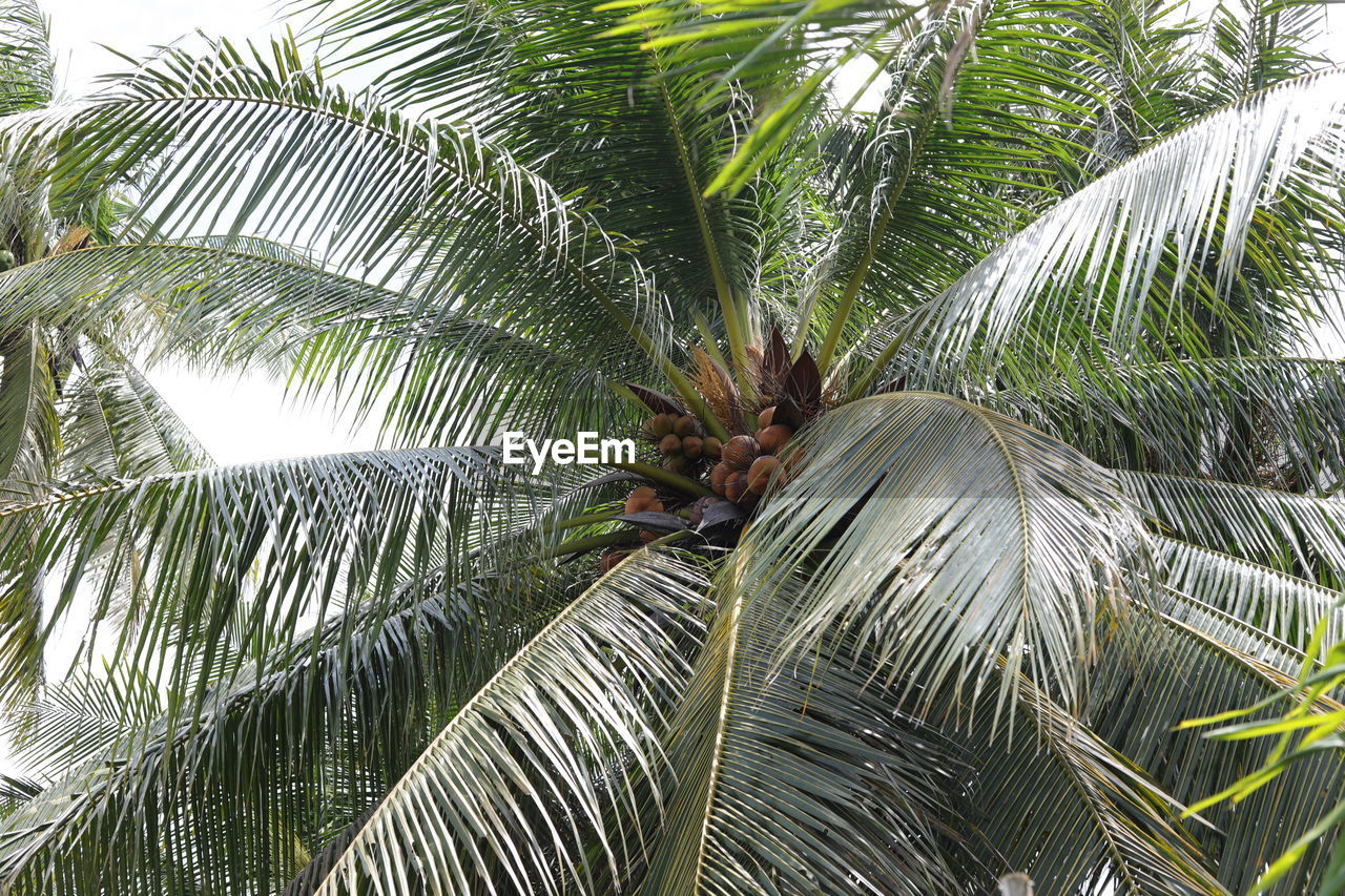 CLOSE-UP VIEW OF PALM TREE