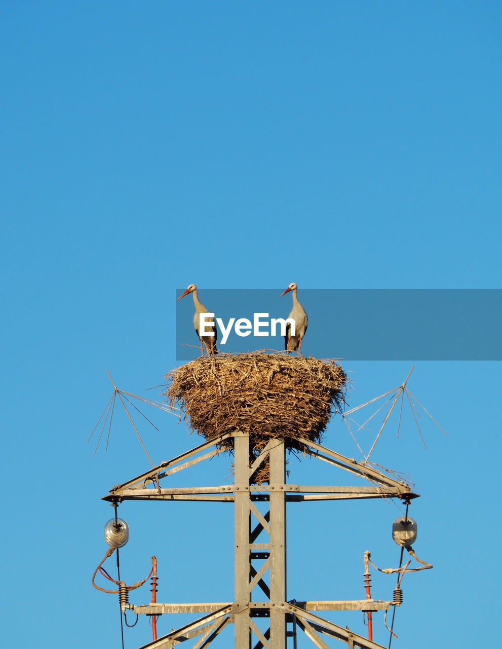 Low angle view of birds perching on nest against clear sky