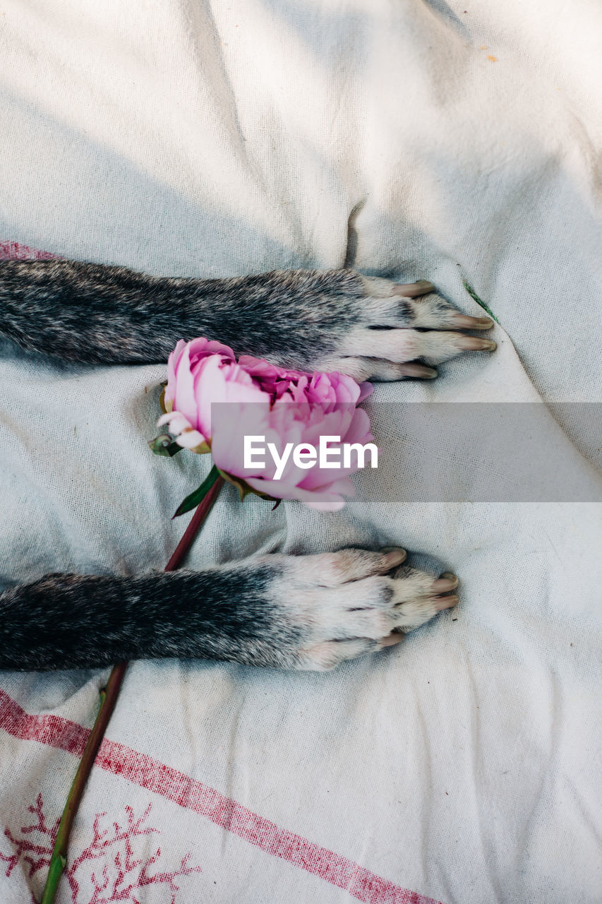 HIGH ANGLE VIEW OF DOG WITH PINK FLOWER