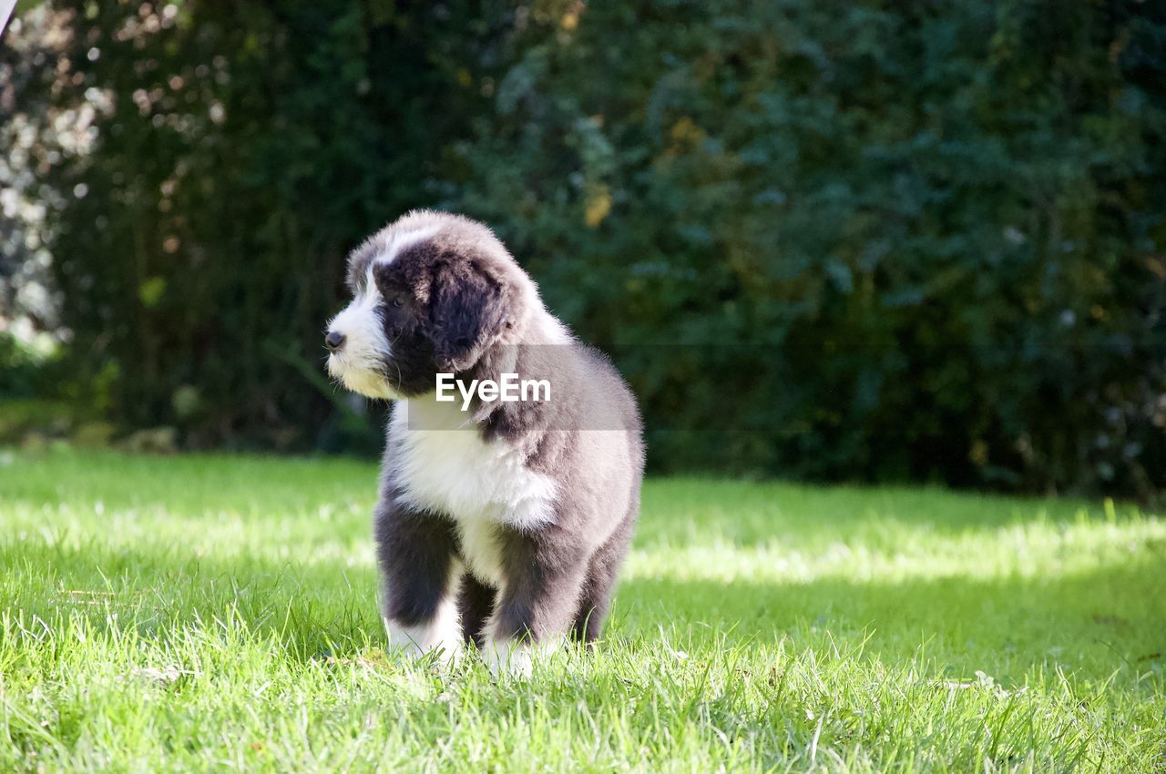 Puppy on gras