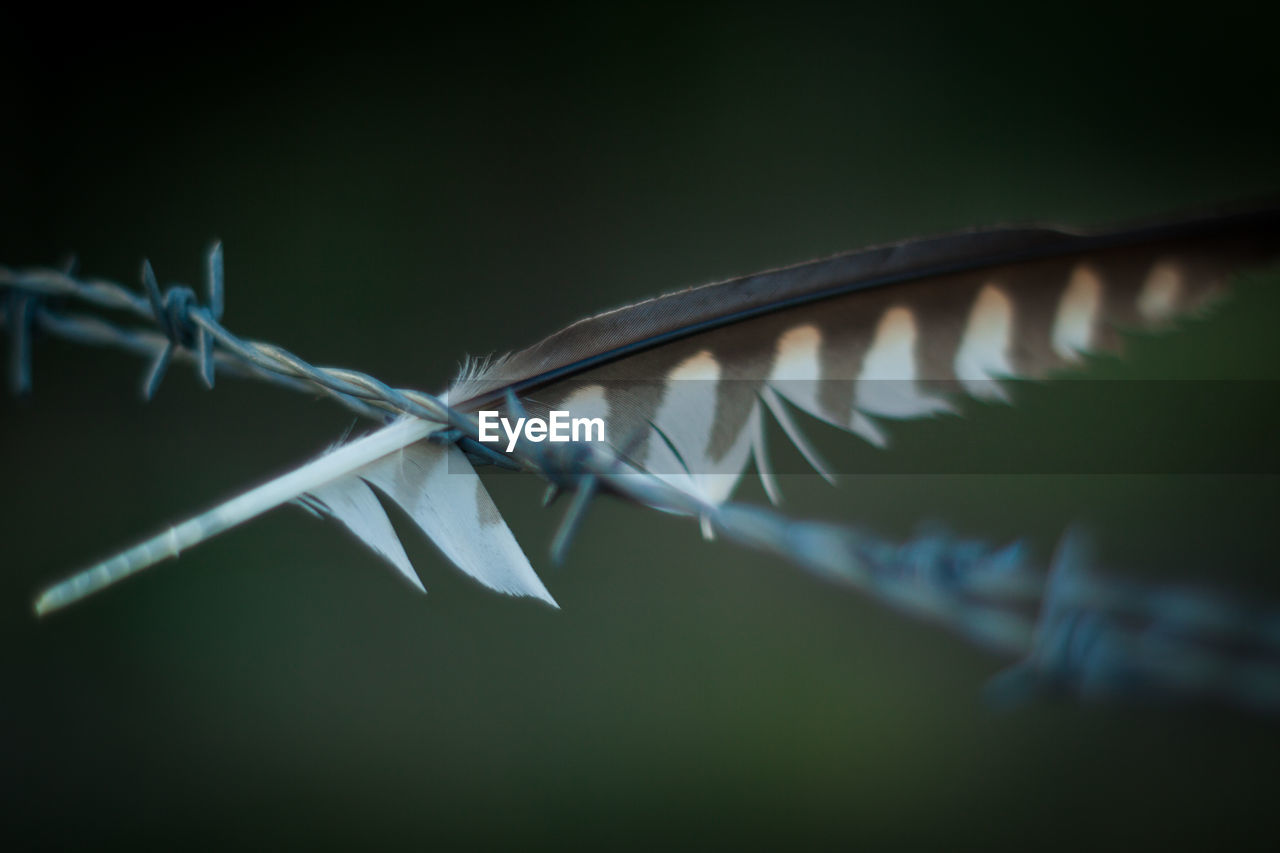 Close-up of feather on barbed wire