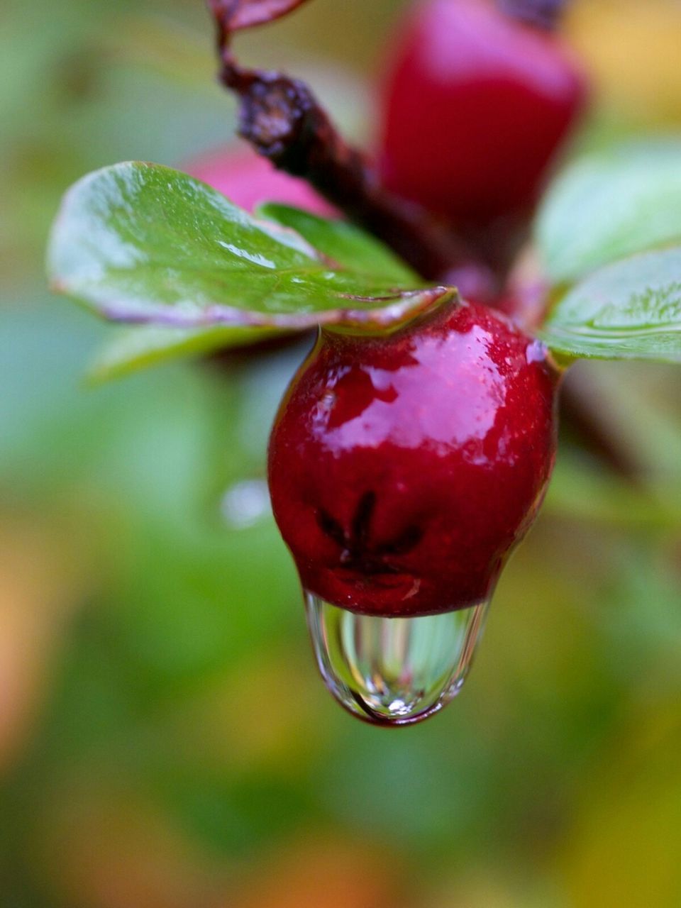Close-up of water drop of cherry