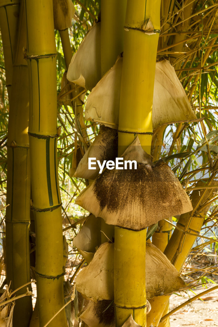 Bamboo-shoots at the kunene river in north namibia