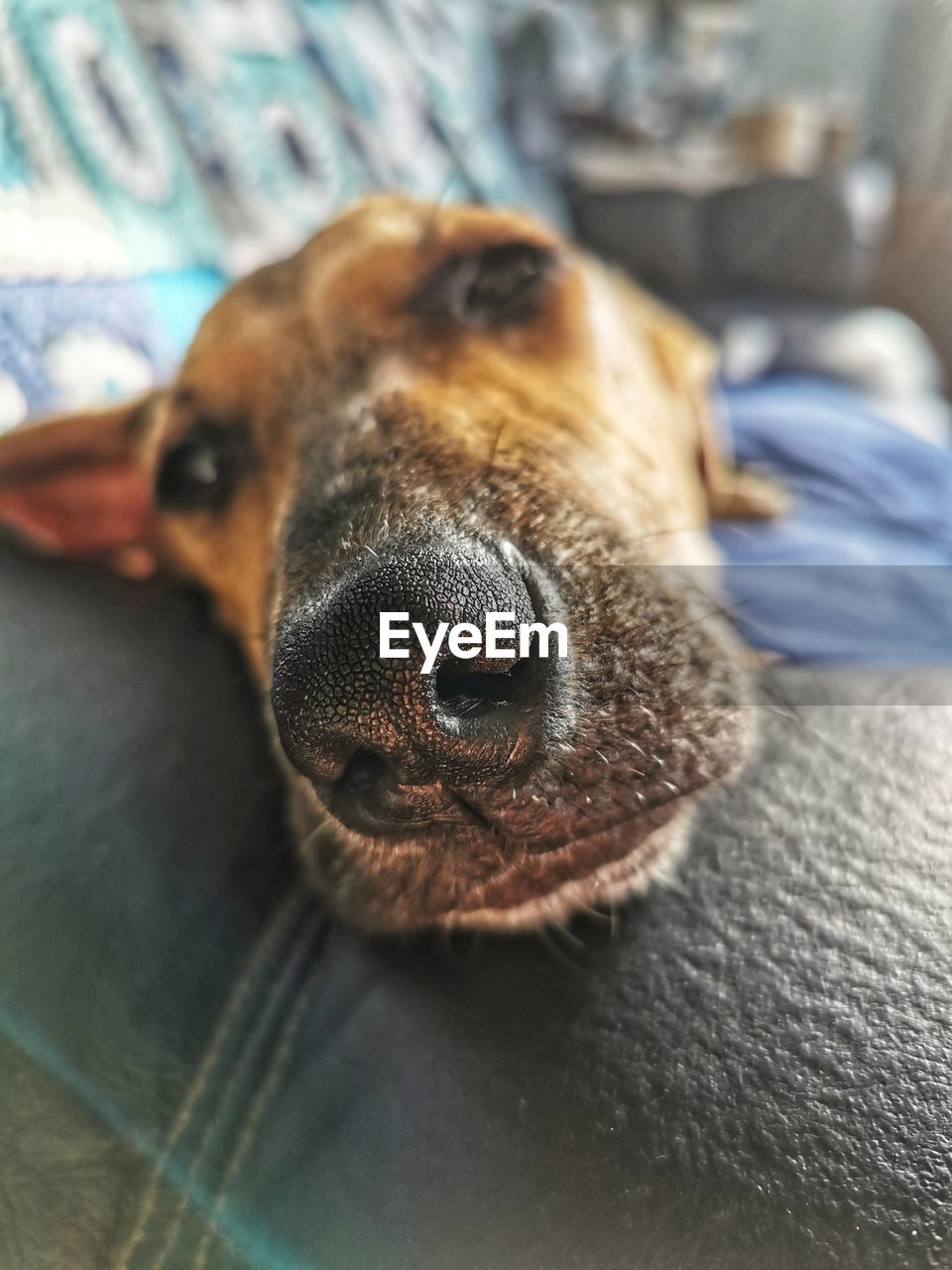 animal themes, animal, one animal, mammal, pet, dog, domestic animals, canine, nose, close-up, animal body part, relaxation, puppy, indoors, portrait, no people, animal head, looking at camera, focus on foreground, furniture, resting, lying down