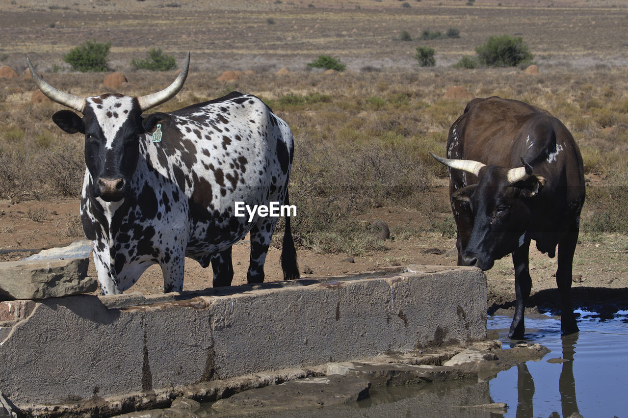 VIEW OF A DRINKING WATER