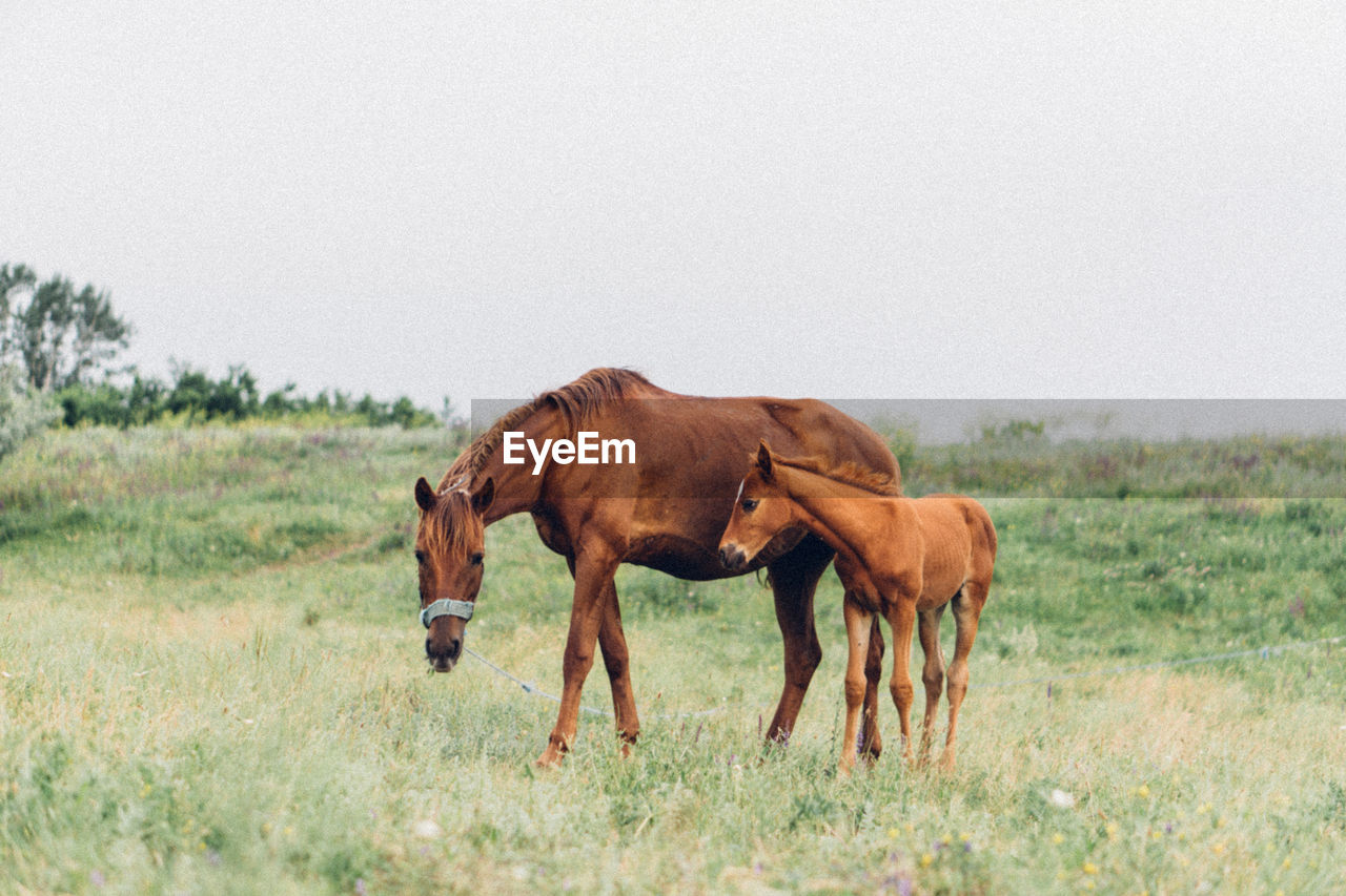 Horse standing in a field