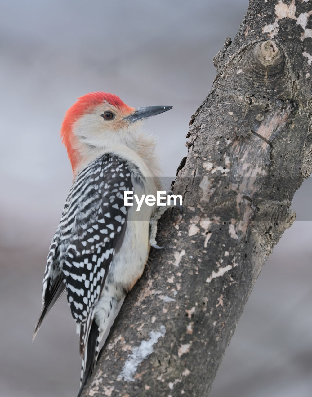 Red-bellied woodpecker