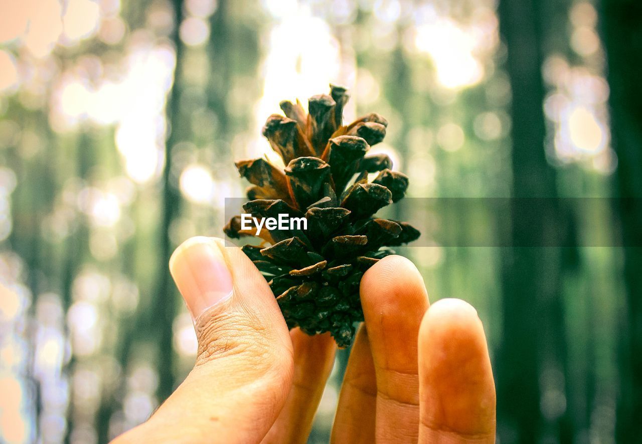 Close-up of hand holding pine cone against trees in forest