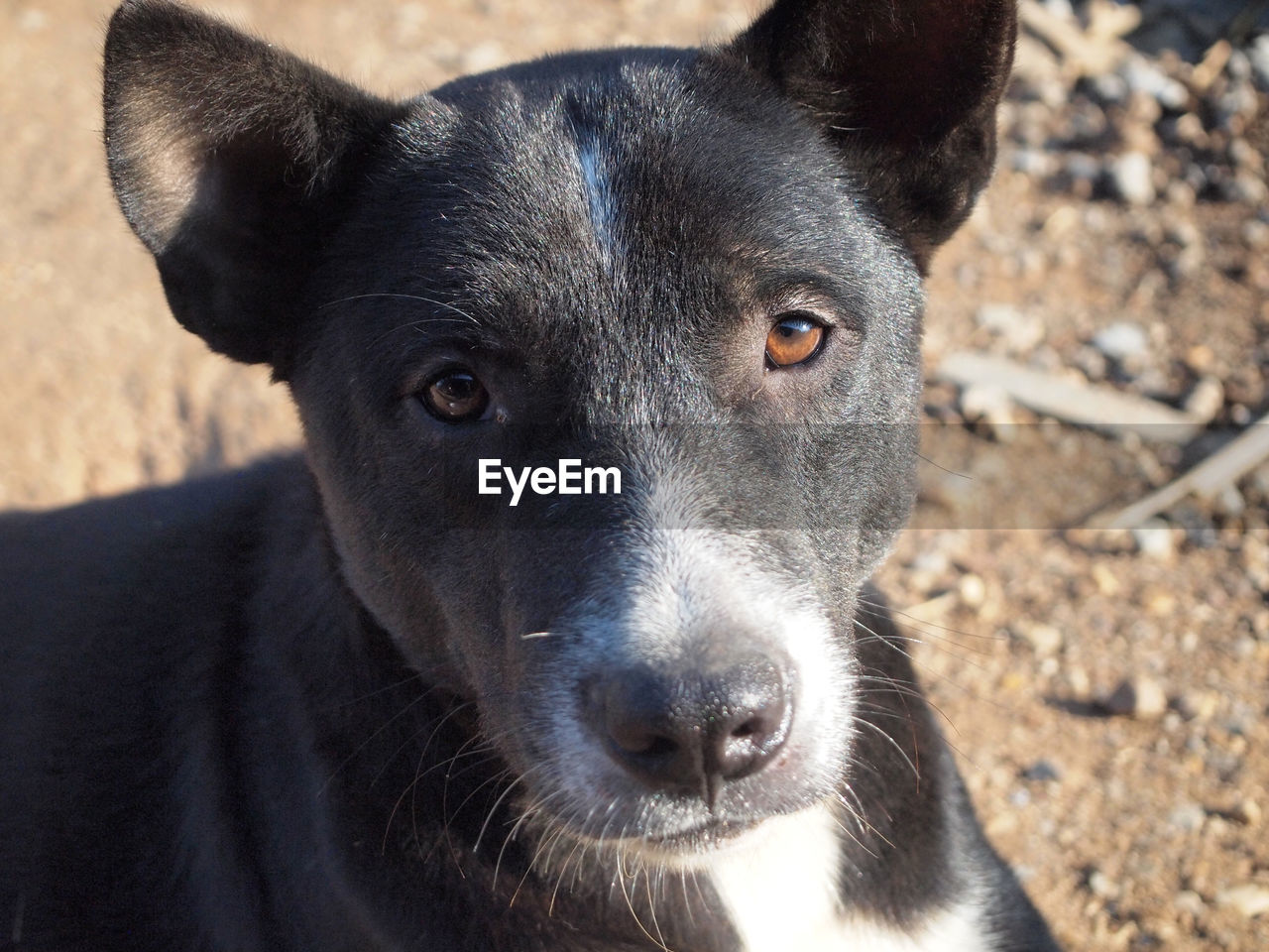 CLOSE-UP PORTRAIT OF DOG