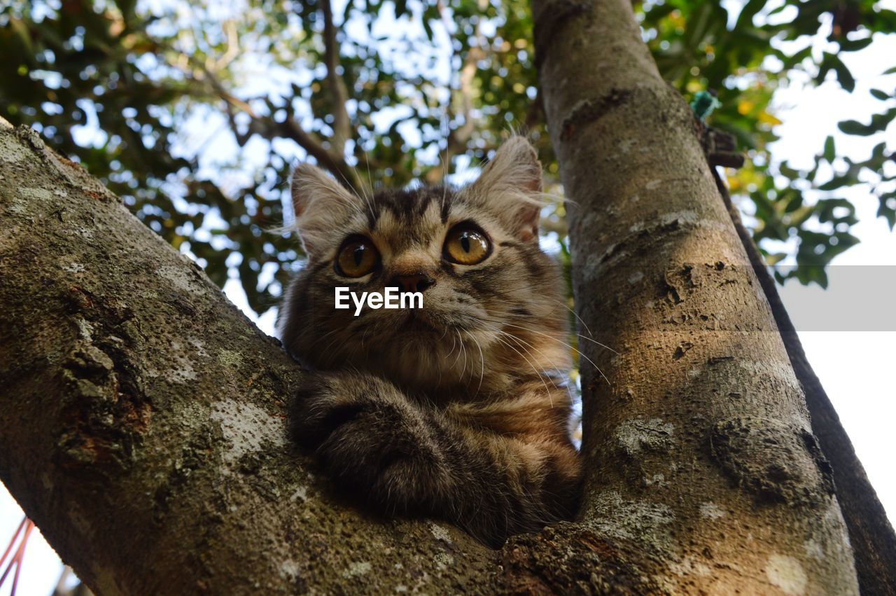 Portrait of cat on tree trunk