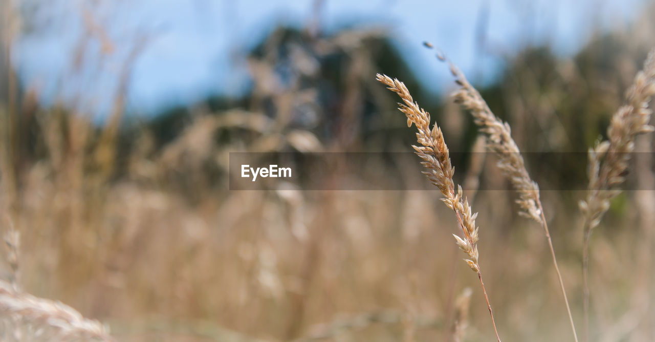 CLOSE-UP OF WHEAT GROWING IN FIELD