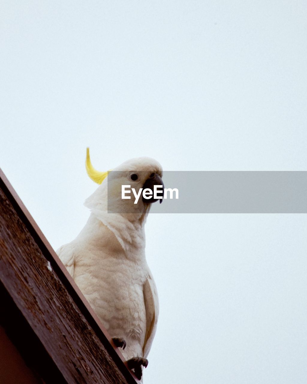 Low angle view of a cockatoo against clear sky