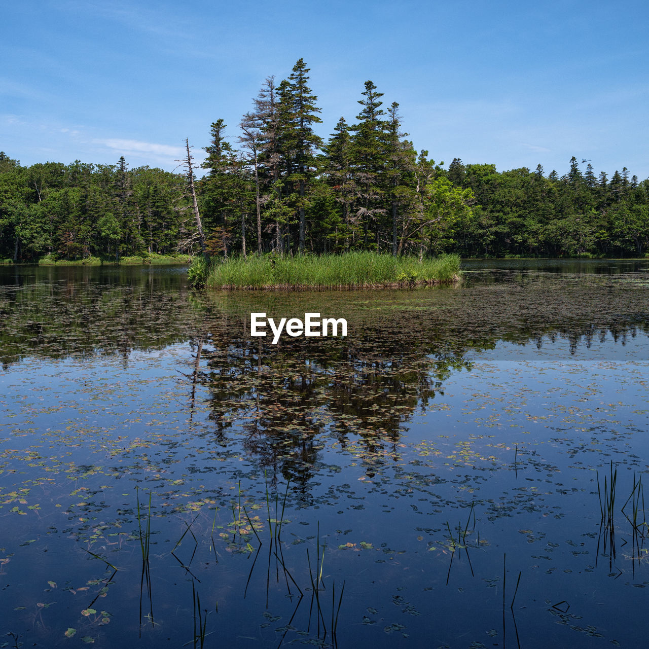 REFLECTION OF TREES IN LAKE AGAINST SKY IN FOREST