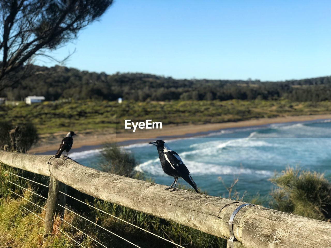 SIDE VIEW OF BIRDS PERCHING ON WATER
