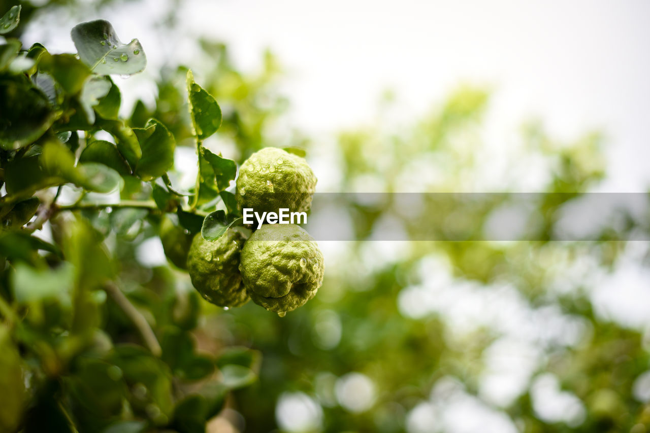 Close-up of fresh green plant