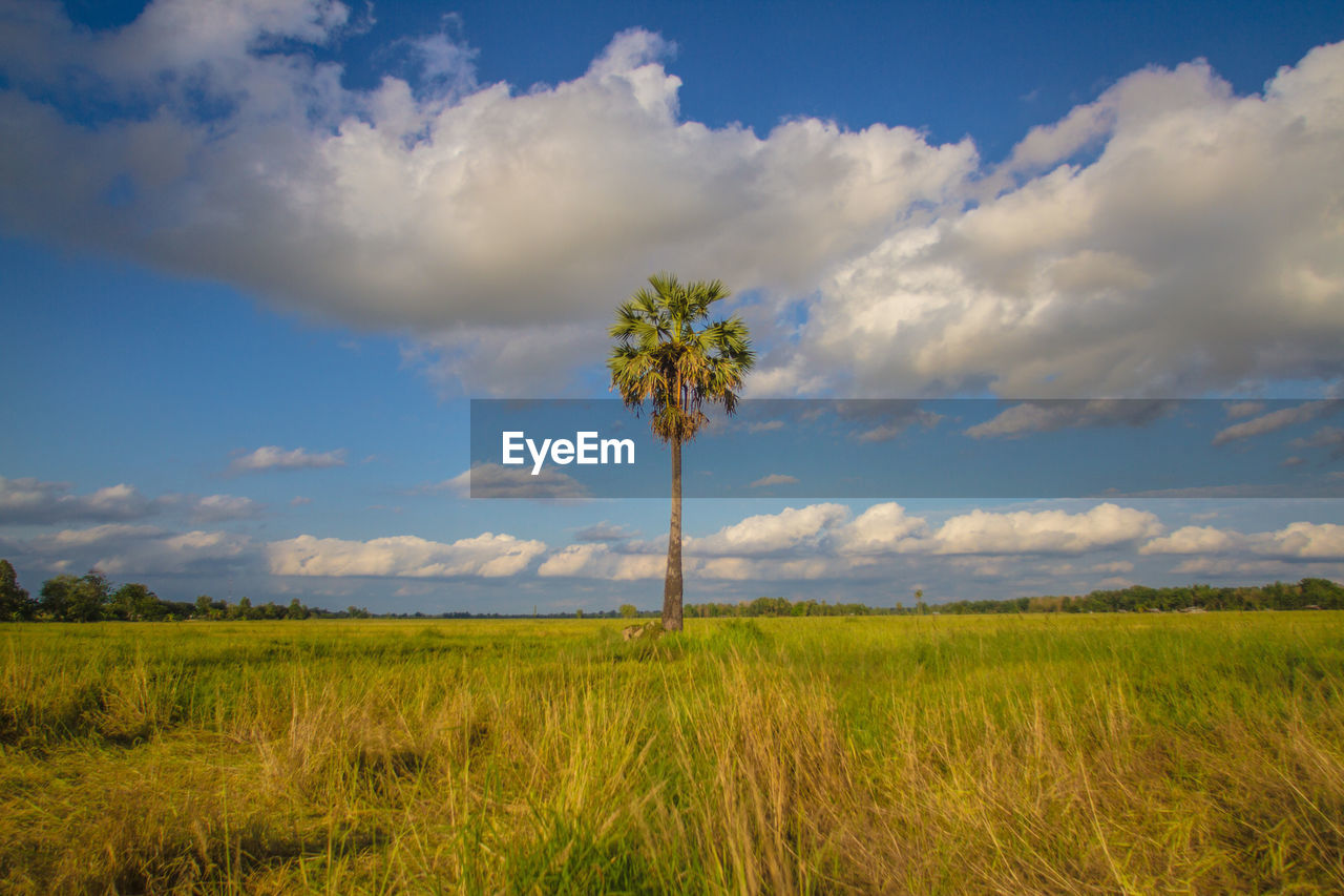 Scenic view of field against sky