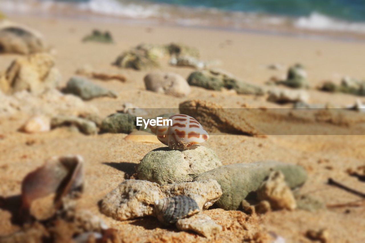 CLOSE-UP OF LIZARD ON BEACH