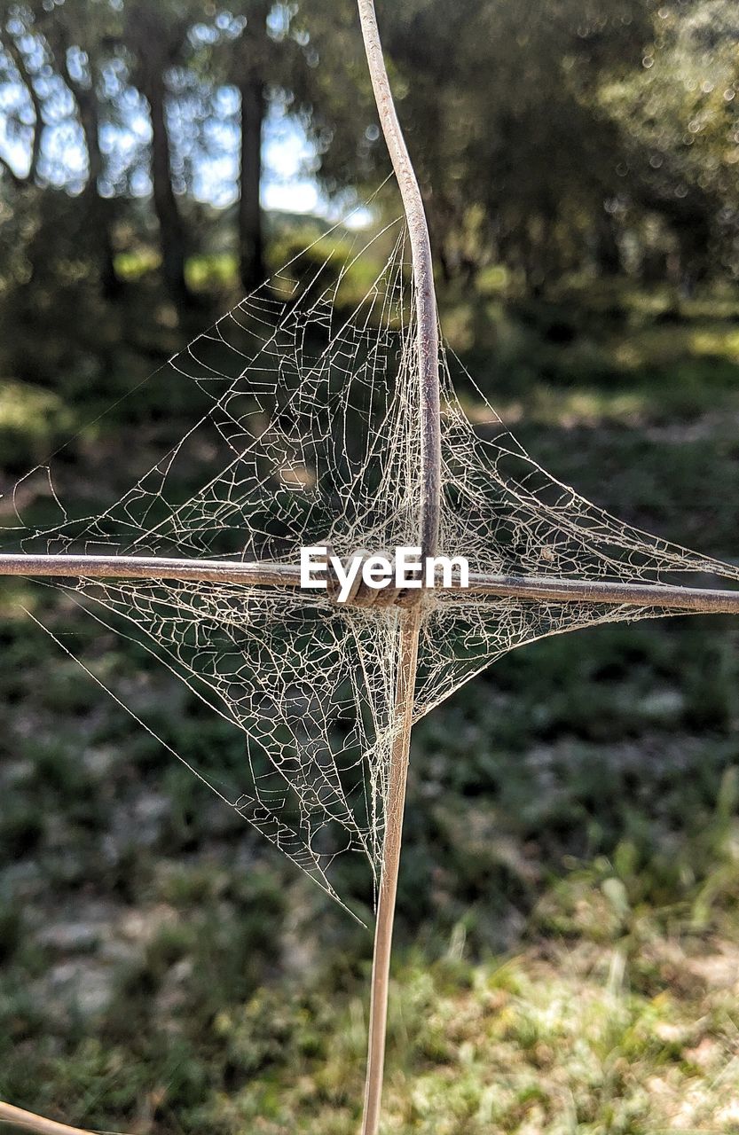 CLOSE-UP OF SPIDER WEB ON PLANT IN FIELD