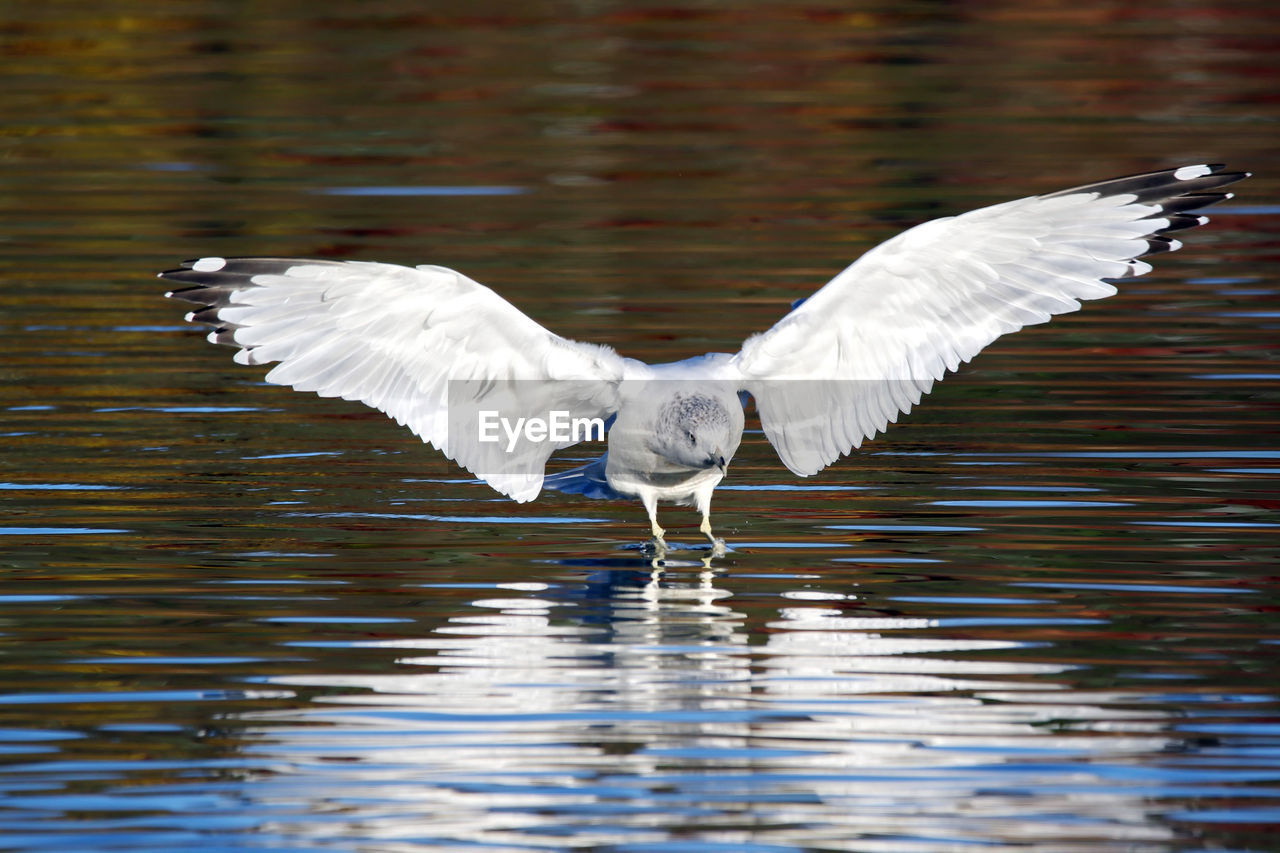 Close-up of =birds flying over lake