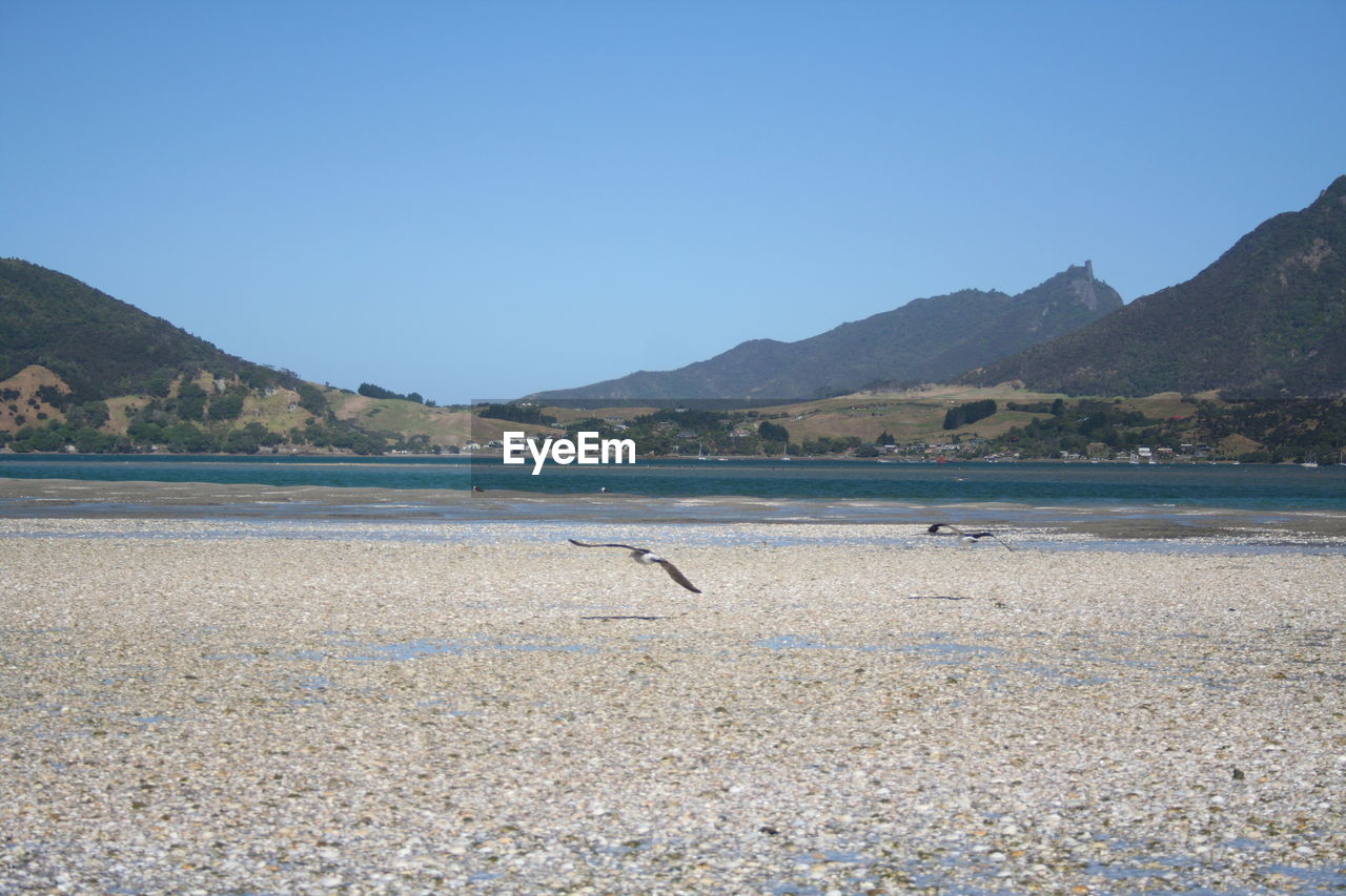 Birds flying over beach against clear sky