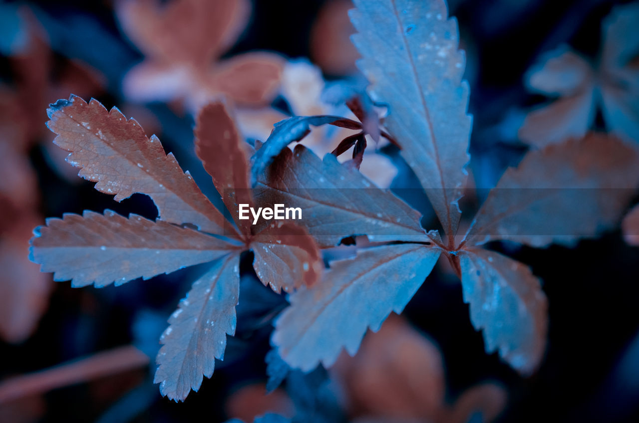 Close-up of water drops on leaves