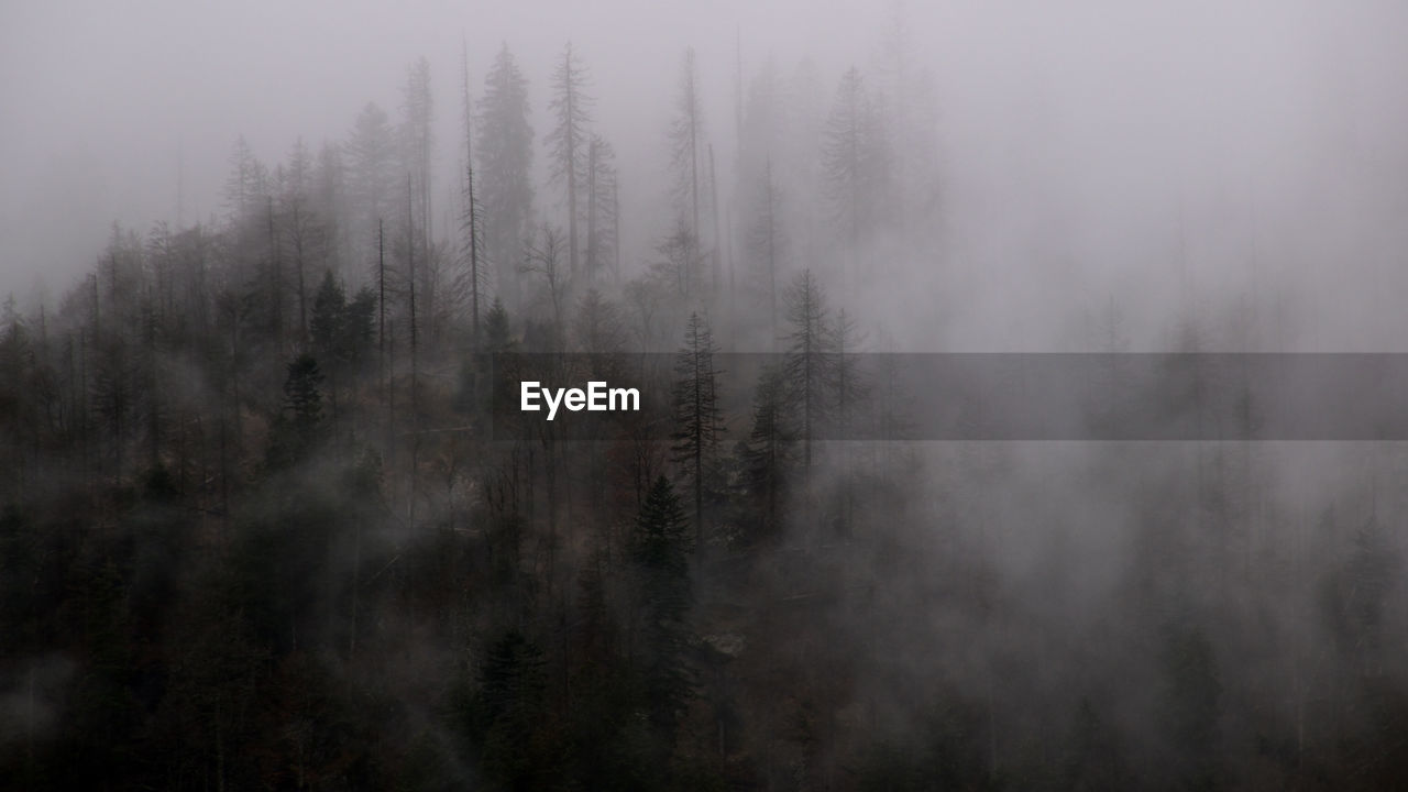 Scenic view of foggy forest