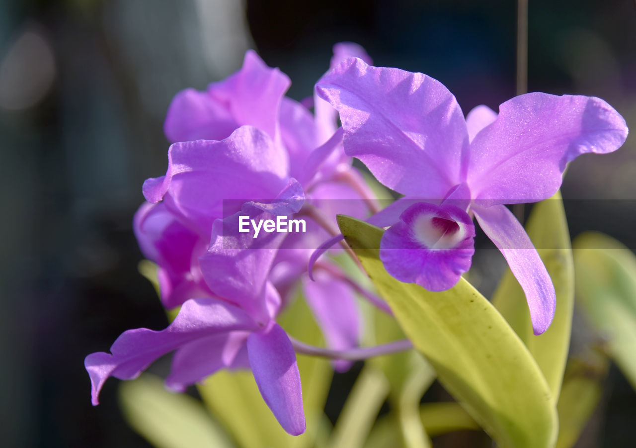 flower, flowering plant, plant, beauty in nature, freshness, petal, close-up, orchid, inflorescence, nature, fragility, purple, flower head, macro photography, growth, pink, christmas orchid, focus on foreground, no people, outdoors, magenta, blossom, springtime, selective focus, botany, vibrant color
