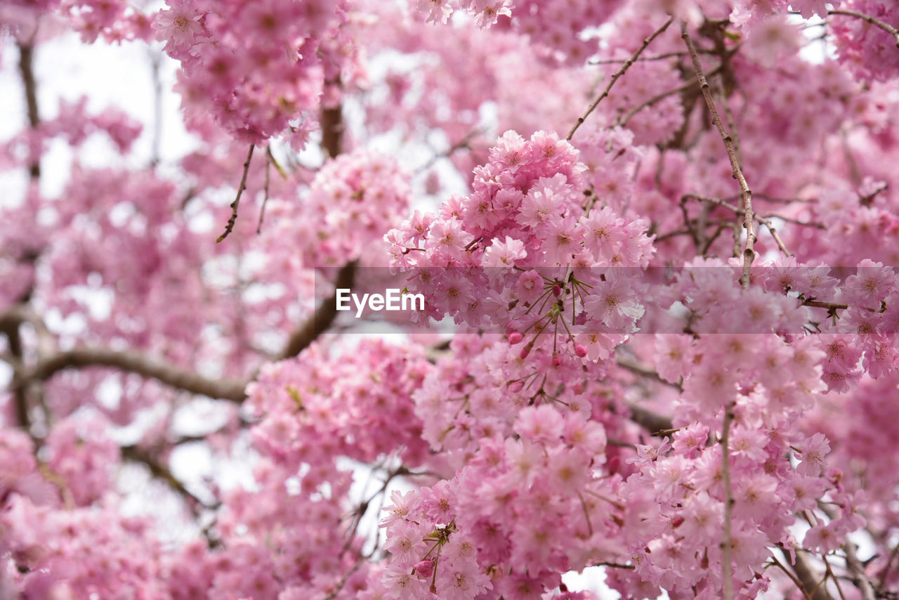 Beauty In Nature Blossom Bunch Of Flowers Flower Nature Pink Color Spring Springtime