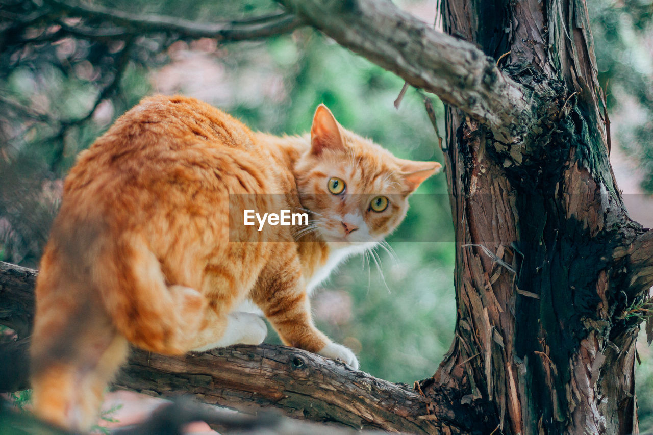 PORTRAIT OF CAT ON TREE