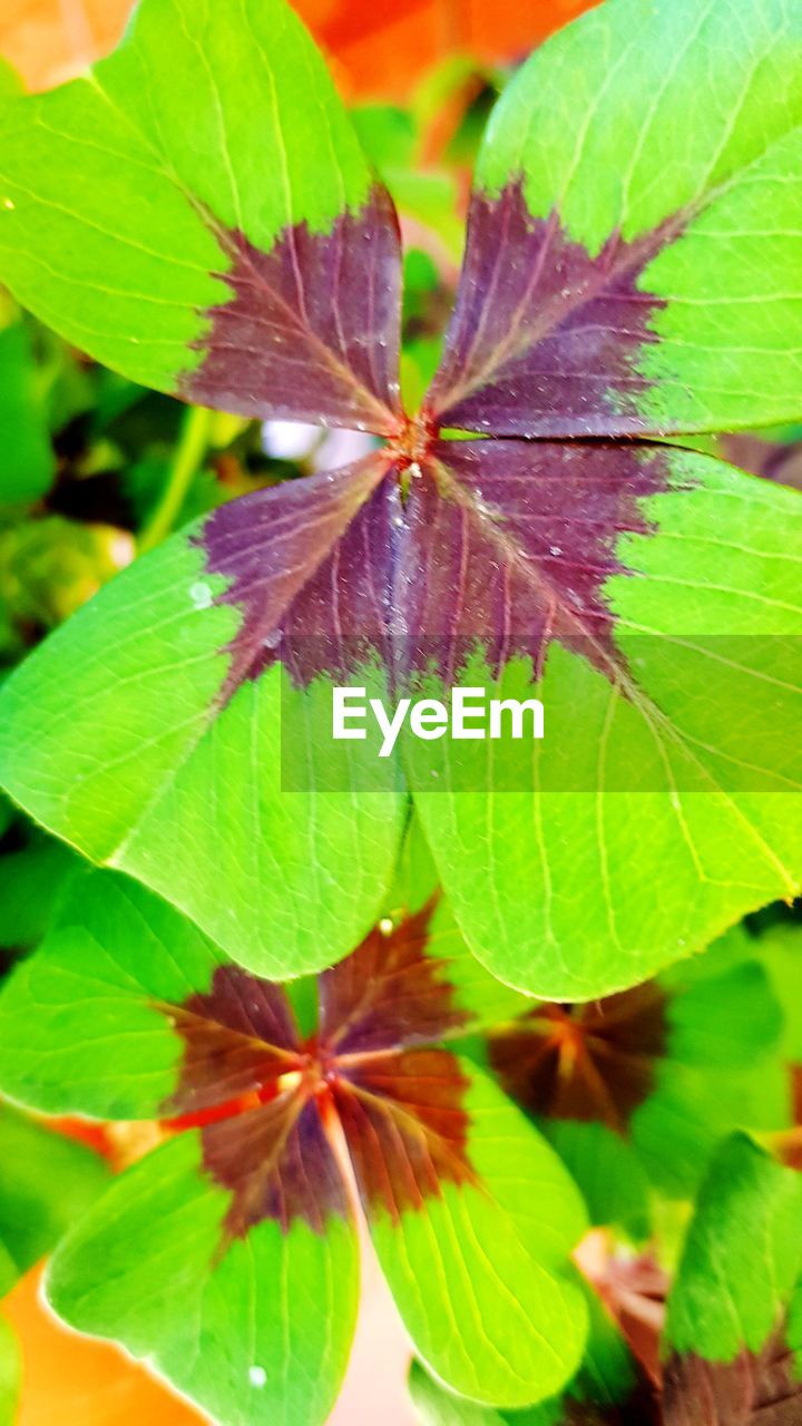 HIGH ANGLE VIEW OF PURPLE FLOWER ON LEAVES
