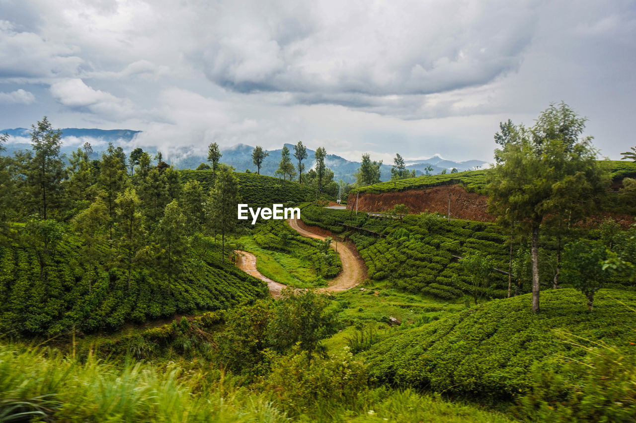 Trees on tea plantages with a path
