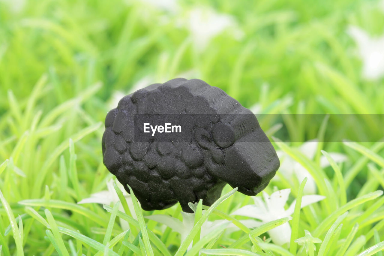 Black licorice sheeps on green grass 