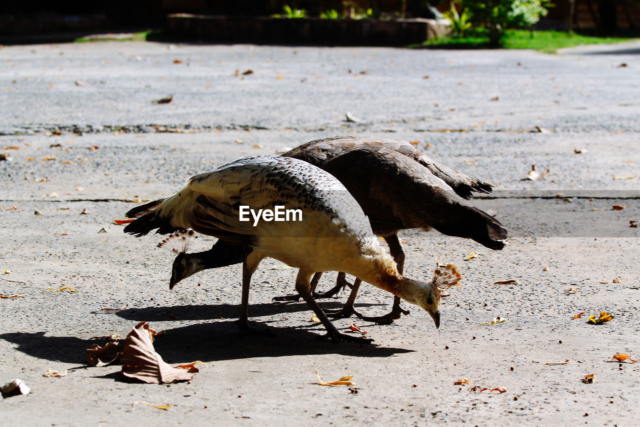 SIDE VIEW OF A BIRD ON THE GROUND