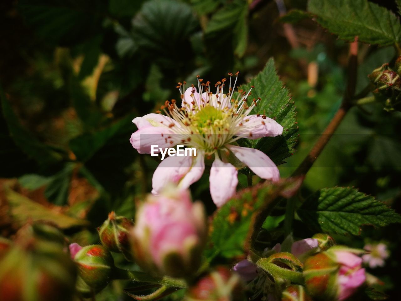 Close-up of pink flowers blooming outdoors