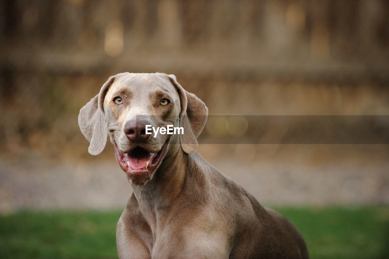 Close-up portrait of weimaraner