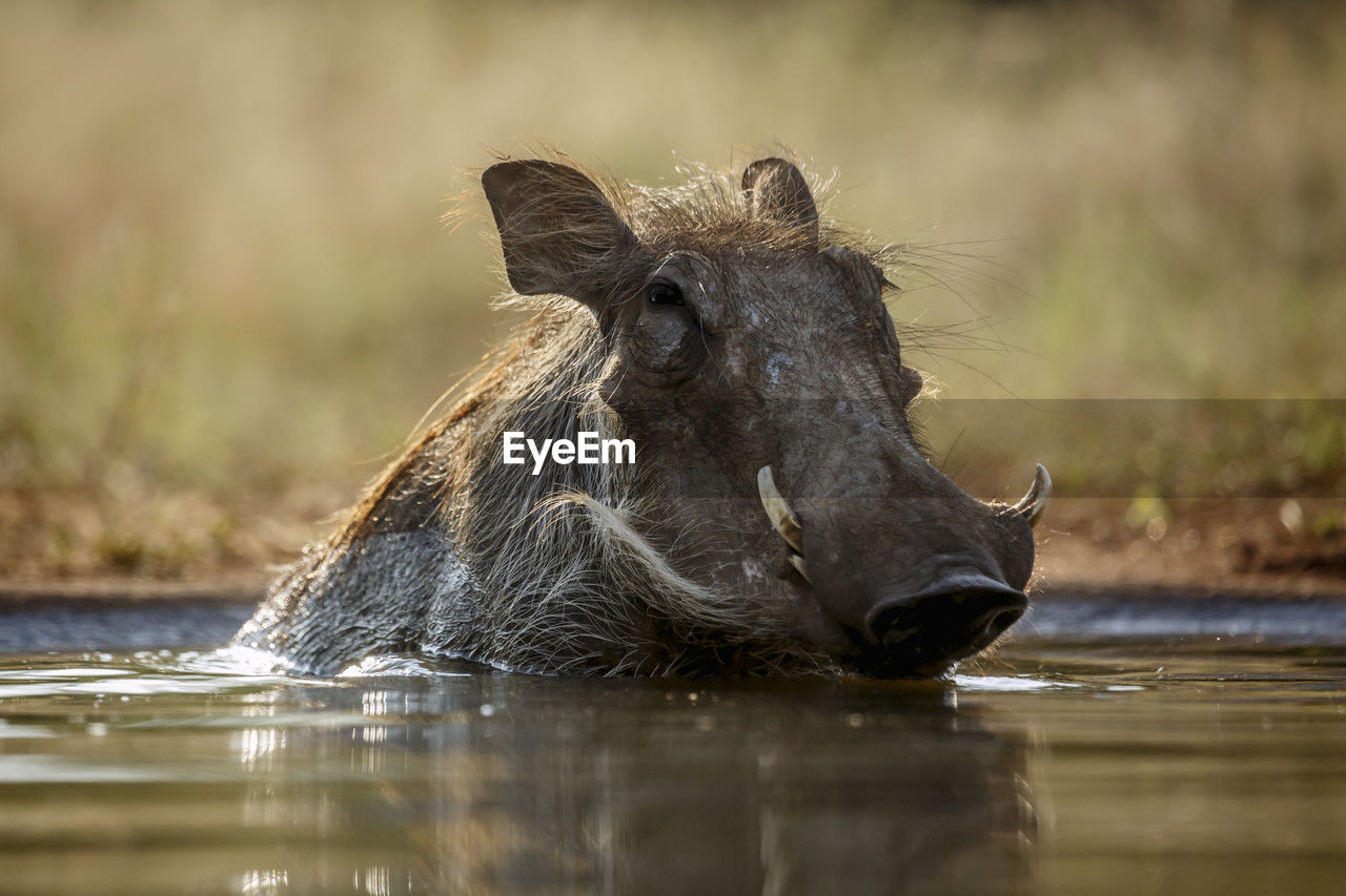 high angle view of pig on field